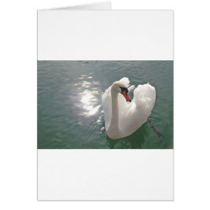 Romantischer weisser Schwan
