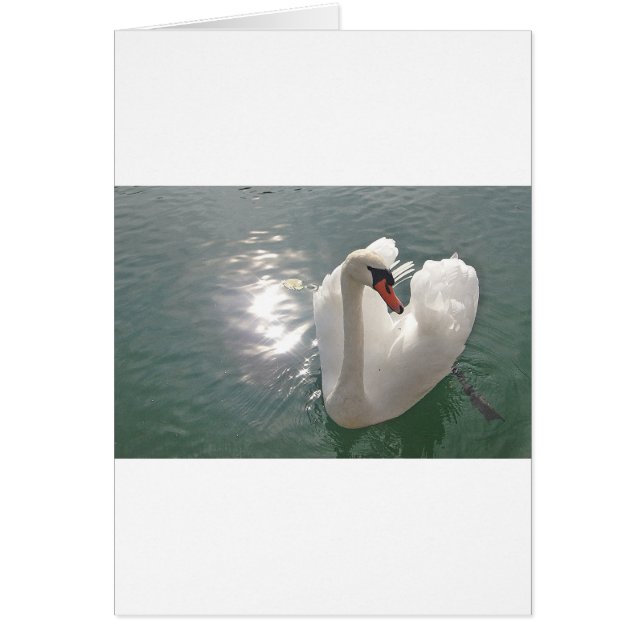 Romantischer weisser Schwan (Front)