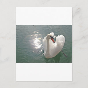 Romantischer weisser Schwan Postcard