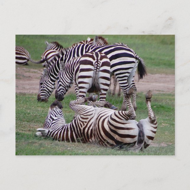 Romping About Postcard (Front)