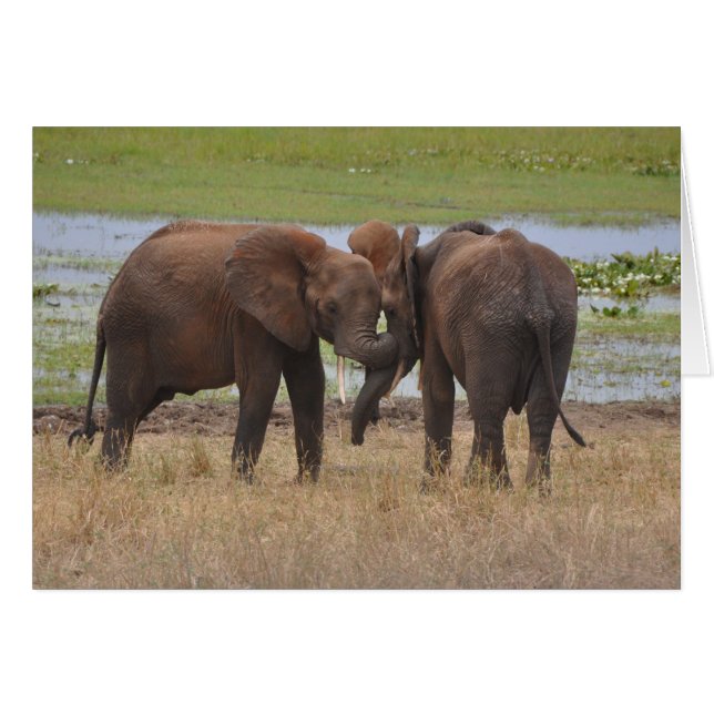 Romping Around (Front Horizontal)