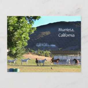 Romping Horses in Murrieta, CA Postcard