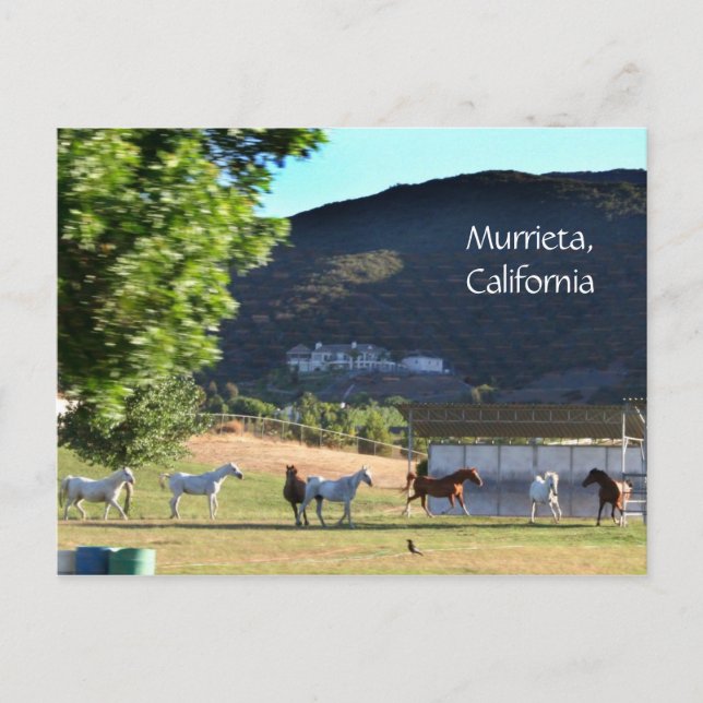 Romping Horses in Murrieta, CA Postcard (Front)