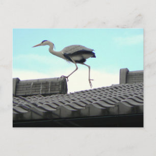 Roof walker postcard
