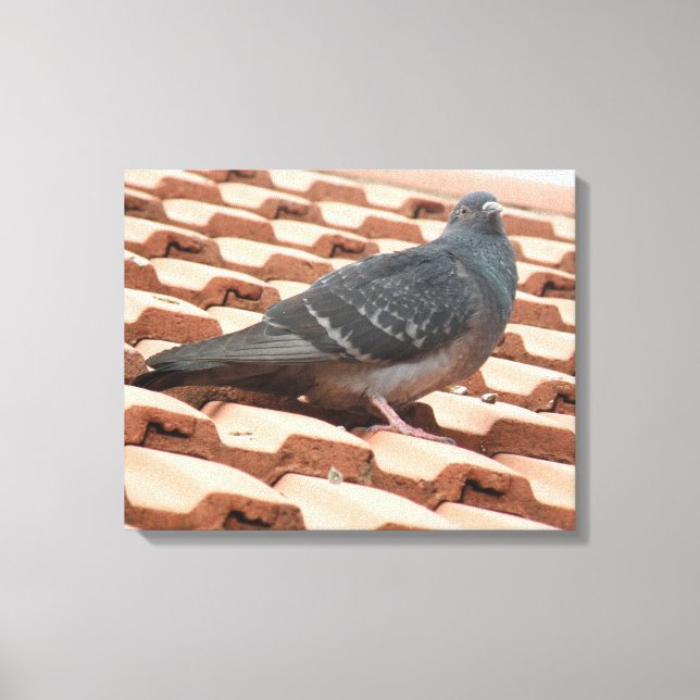 Rooftop Pigeon Canvas Print (Front)