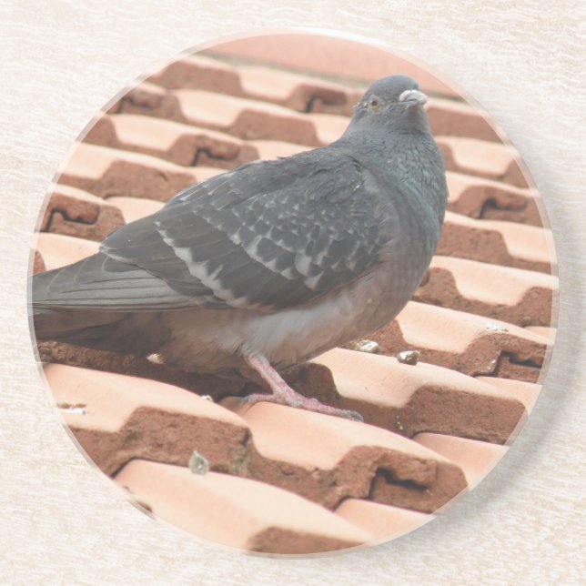 Rooftop Pigeon Coasters (Front)