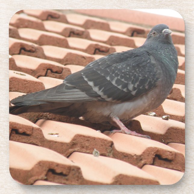 Rooftop Pigeon Cork Coaster (Front)