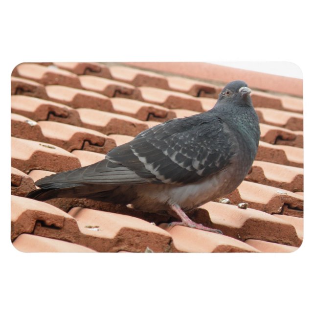 Rooftop Pigeon Premium Magnet (Horizontal)