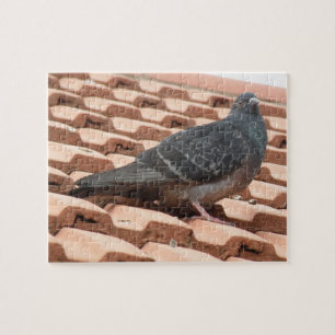 Rooftop Pigeon Puzzle