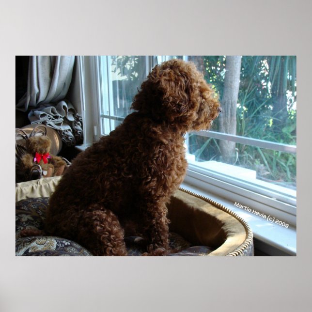 Rookie Waits by the Window Poster (Front)