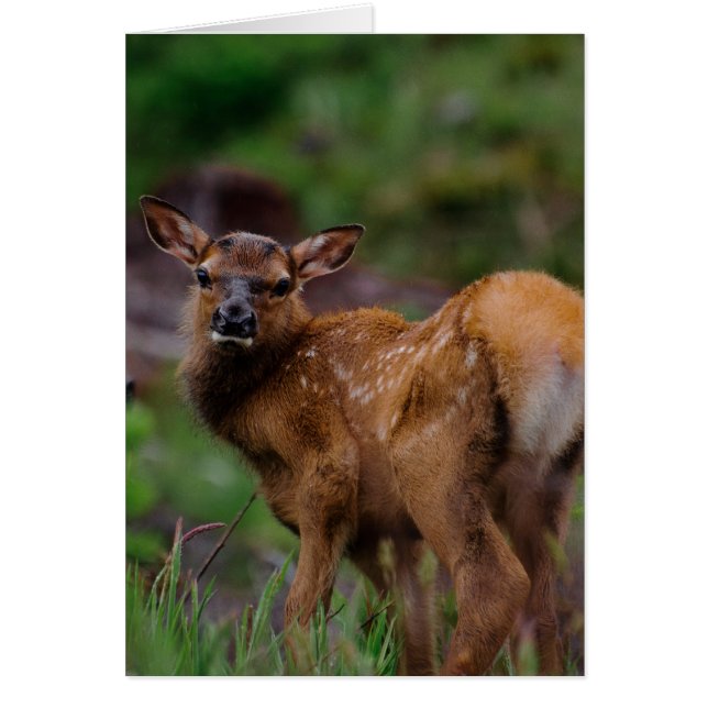 Roosevelt Elk Calf 1 (Front)