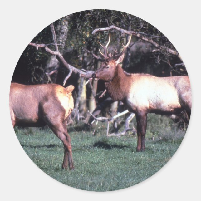 Roosevelt Elk Classic Round Sticker (Front)