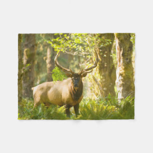 Roosevelt Elk Olympic National Park, Washington Fleece Blanket