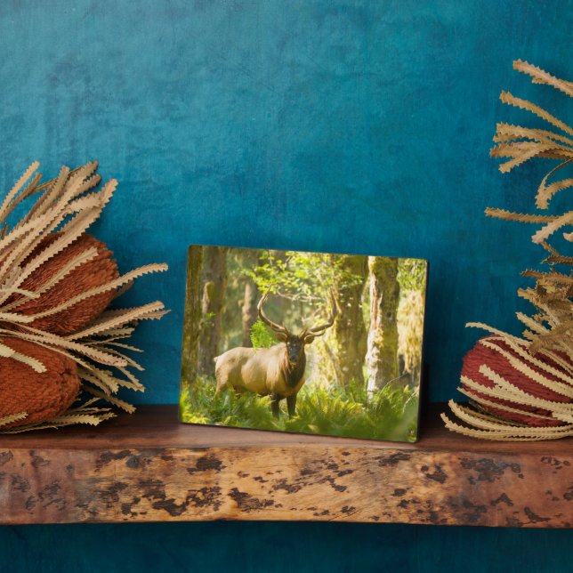 Roosevelt Elk | Olympic National Park, Washington Plaque (Side)