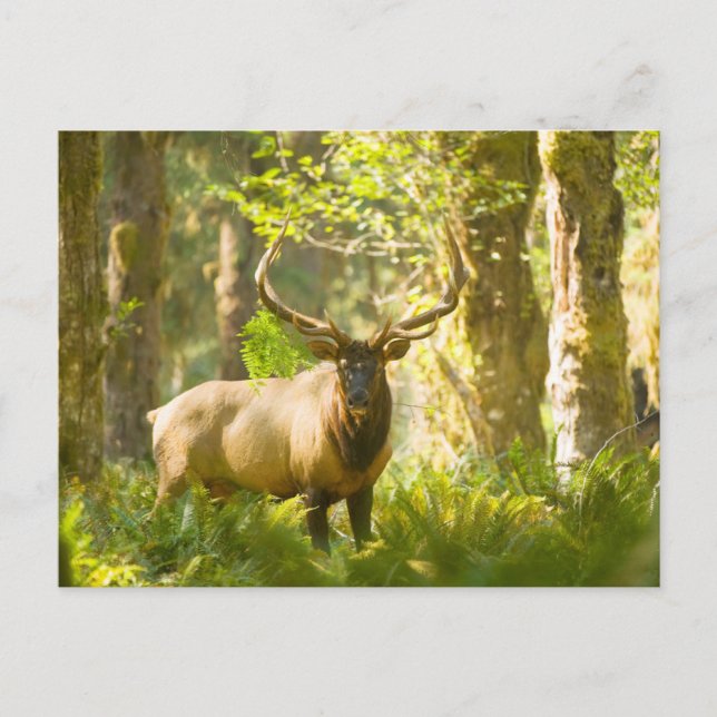 Roosevelt Elk | Olympic National Park, Washington Postcard (Front)