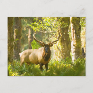 Roosevelt Elk   Olympic National Park, Washington Postcard