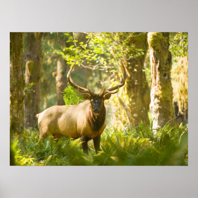Roosevelt Elk | Olympic National Park, Washington Poster (Front)