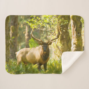 Roosevelt Elk Olympic National Park, Washington Sherpa Blanket