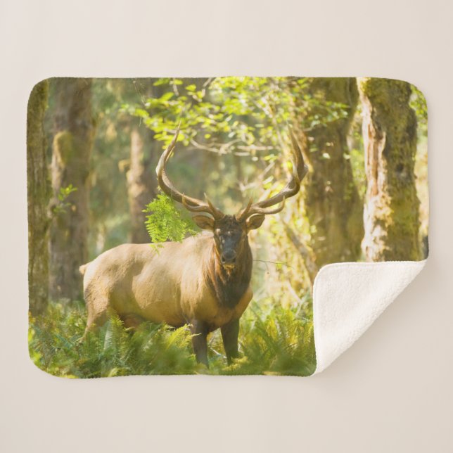 Roosevelt Elk | Olympic National Park, Washington Sherpa Blanket (Front (Horizontal))