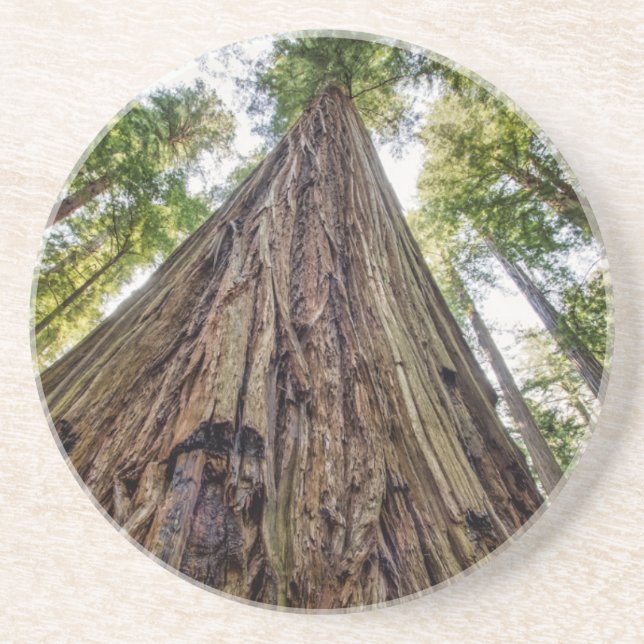 Roosevelt Grove Coaster (Front)