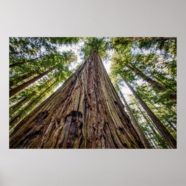 Roosevelt Grove Poster (Front)