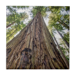 Roosevelt Grove Tile