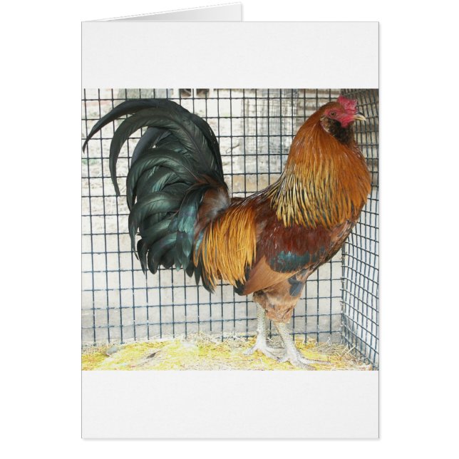 Rooster (Front)