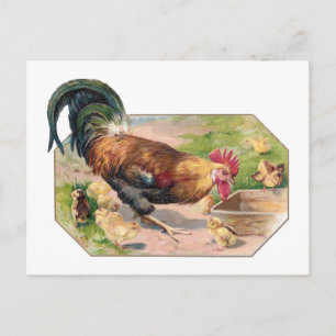 Rooster and Chicks Postcard