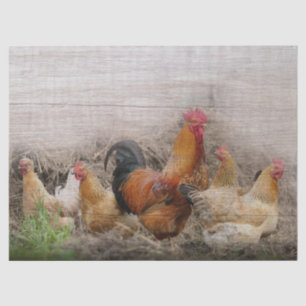 Rooster and Hens Tissue Paper