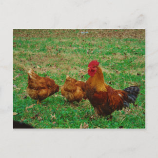 Rooster and his Chickens Postcard