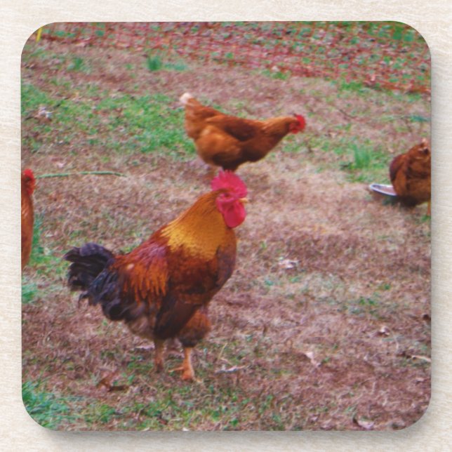 Rooster and his hens coaster (Front)