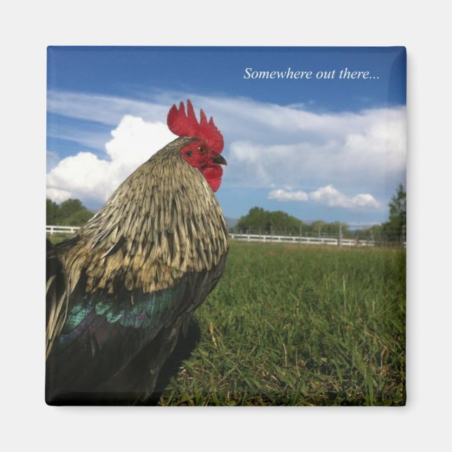 Rooster Bob Somewhere out there Magnet (Front)
