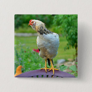Rooster Button