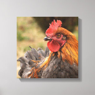 Rooster Canvas Print