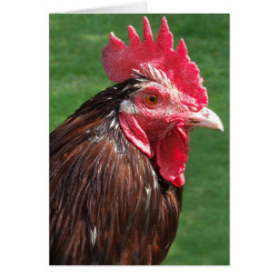 Rooster Card