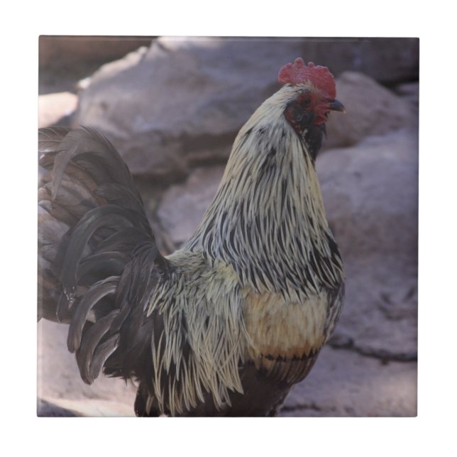 Rooster Ceramic Tile (Front)