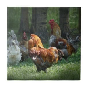 Rooster Chicken Art Roosters Chickens Birds Farm Tile