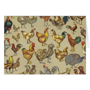 Rooster Chicken Farm Animal Poultry Country