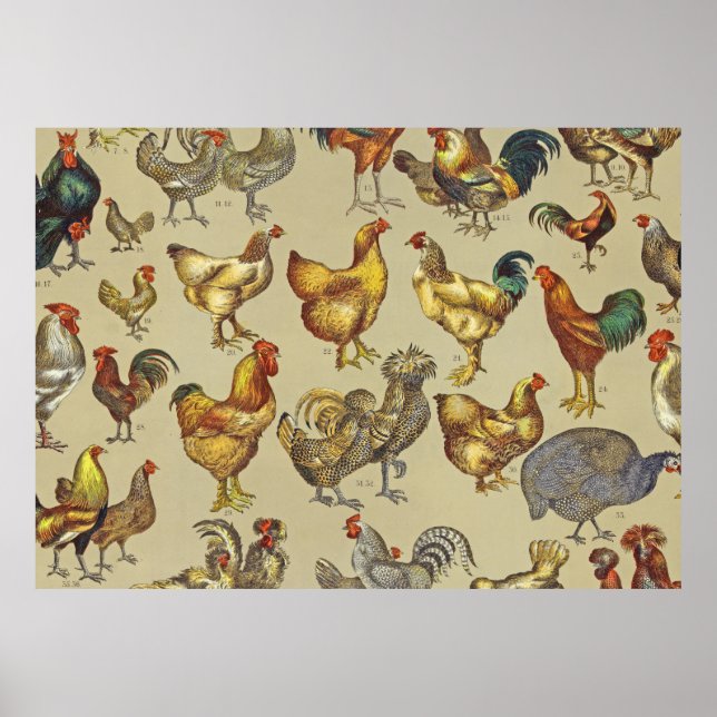 Rooster Chicken Farm Country Animal Poster (Front)