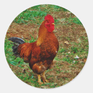 Rooster Classic Round Sticker