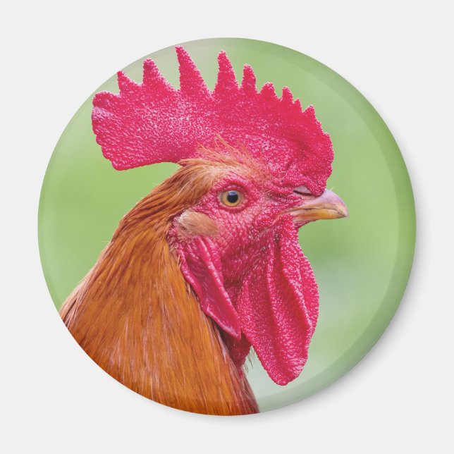 Rooster Close-Up Magnet (Front)
