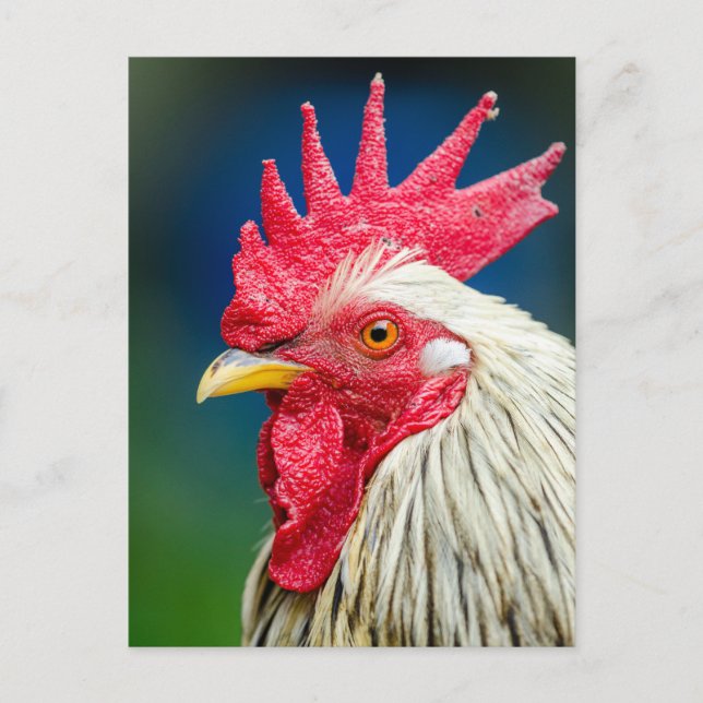Rooster Close-up Photo Postcard (Front)