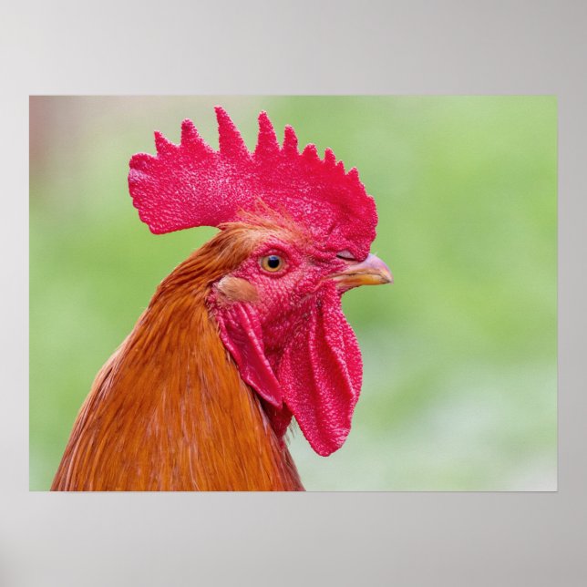 Rooster close-Up Poster (Front)