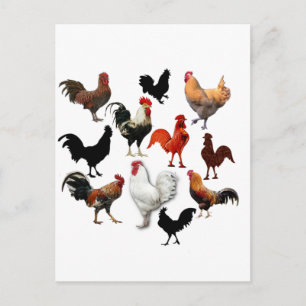 Rooster Collage Vintage Rustic Chickens Postcard