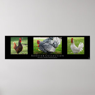 "Rooster Collection", Black Poster
