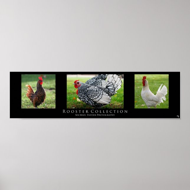 "Rooster Collection", Black Poster (Front)