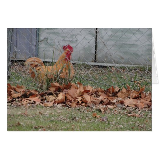 Rooster, Congratulations Card