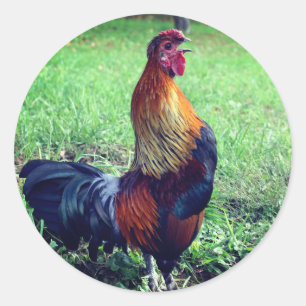 Rooster Crowing Animal Classic Round Sticker