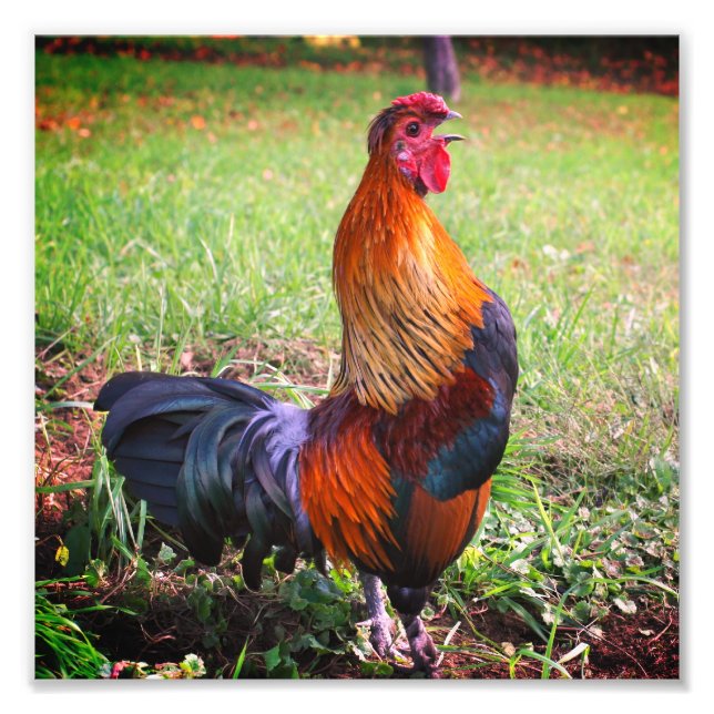 Rooster Crowing Farm Animal 8x8 Photo Print (Front)