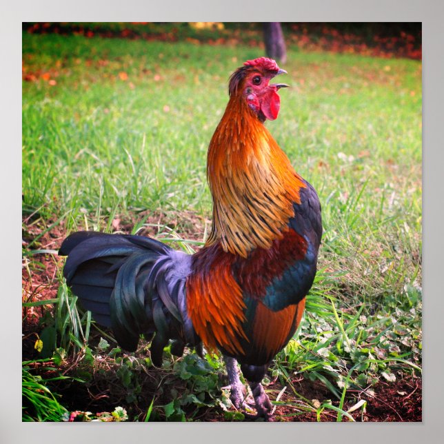 Rooster Crowing Farm Animal  Poster (Front)